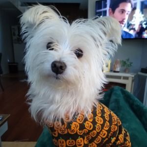 Meet your Posher, Shannon